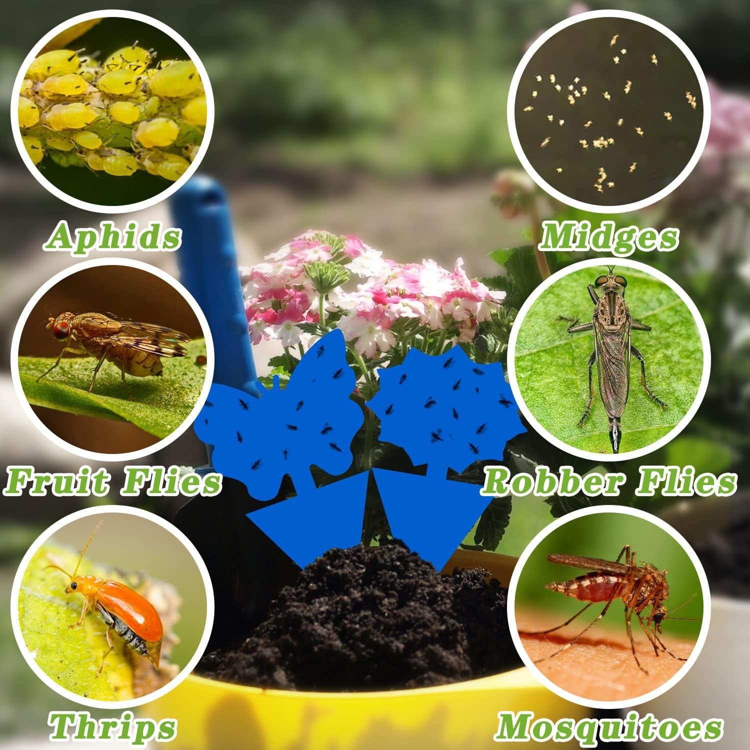 120PCS Fruit Fly Traps Sticky Traps Fungus Gnat Traps Insect Bug Traps for Indoor Outdoor Kitchen Plants Whitefly Mosquitos Fungus Gnats Flying Insects