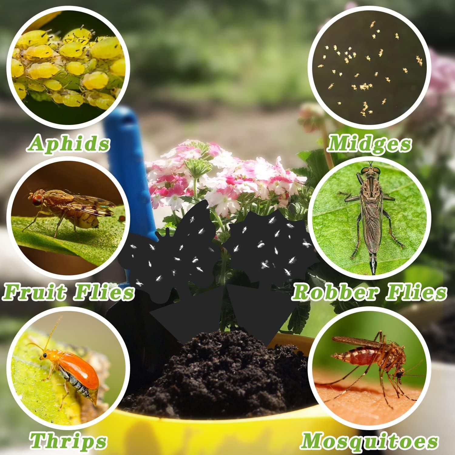 120PCS Fruit Fly Traps Sticky Traps Fungus Gnat Traps Insect Bug Traps for Indoor Outdoor Kitchen Plants Whitefly Mosquitos Fungus Gnats Flying Insects